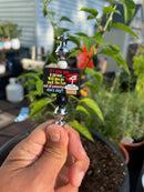 1259 If I Give You A Straw-3